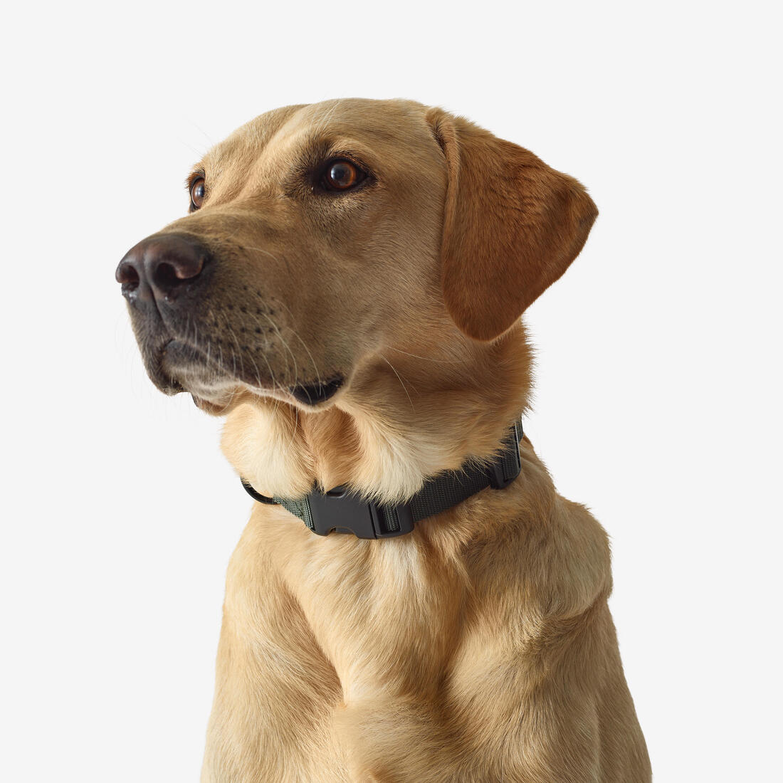 Collier chien 100 - Image 3