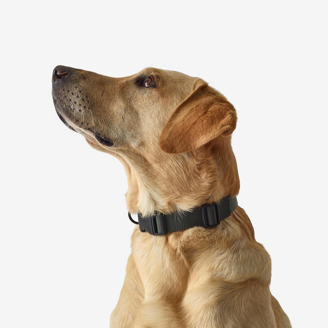 Collier chien 100 - Image 4
