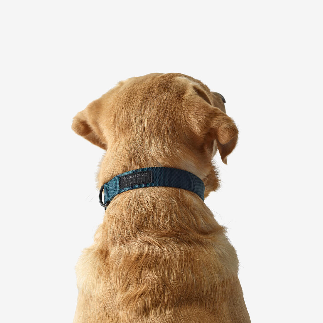 Collier chien 100 - Image 5