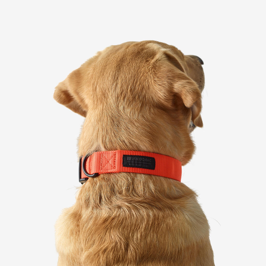 Collier chien 100 - Image 6