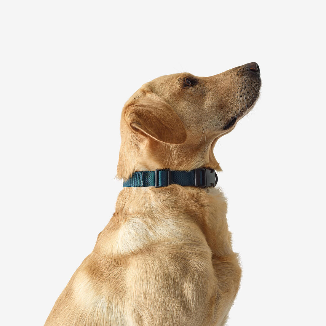 Collier chien 100 - Image 7