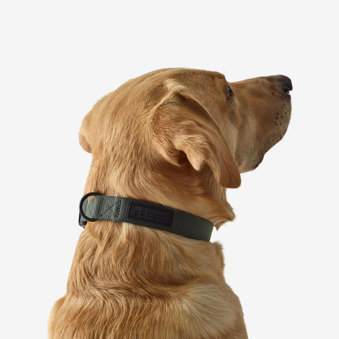 Collier chien 100 - Image 8