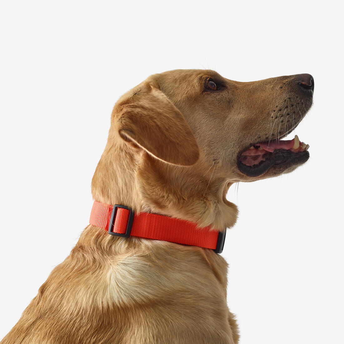 Collier chien 100 - Image 9