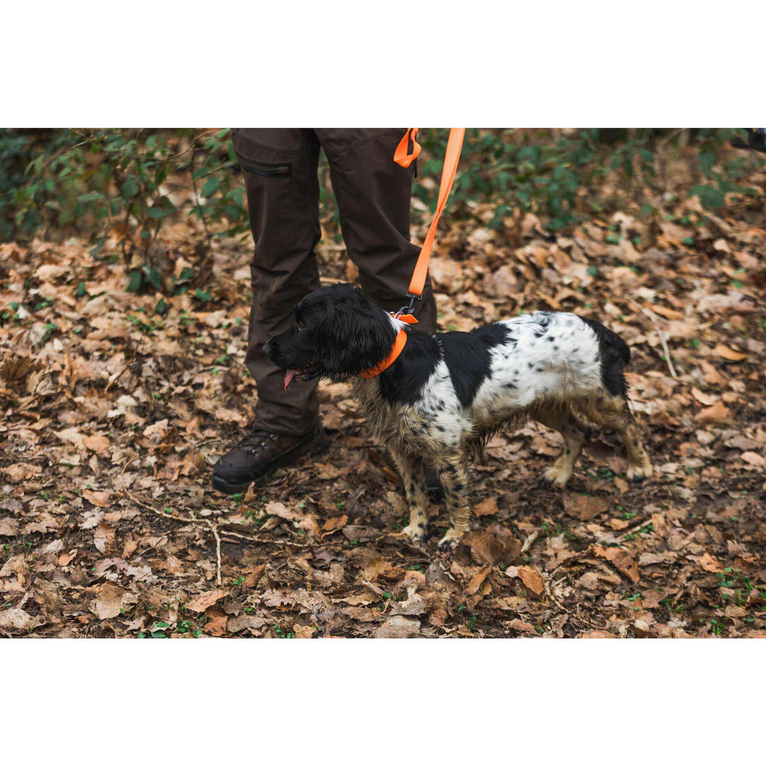 Collier chien Orange 900 - Image 10