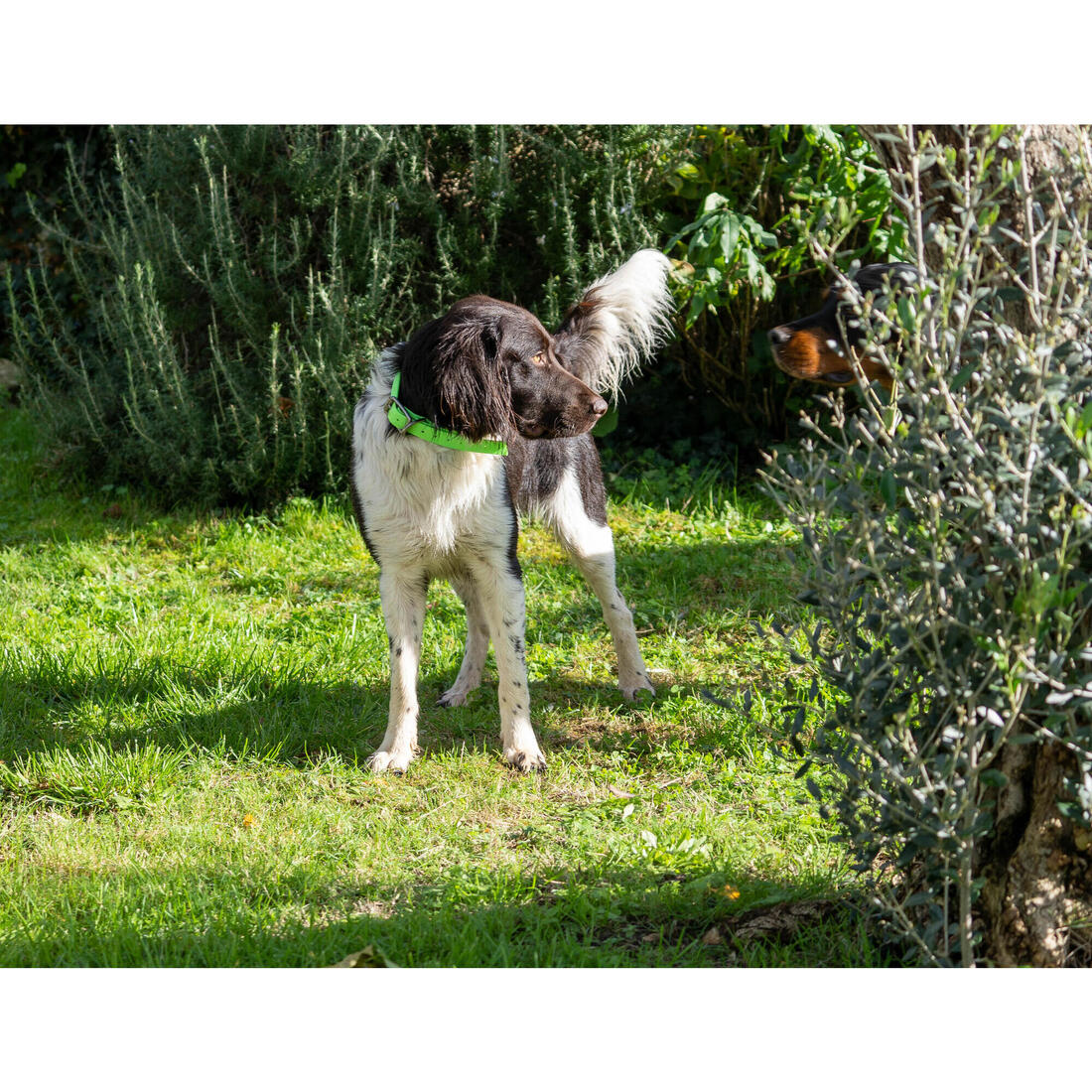 Collier chien Orange 900 - Image 12