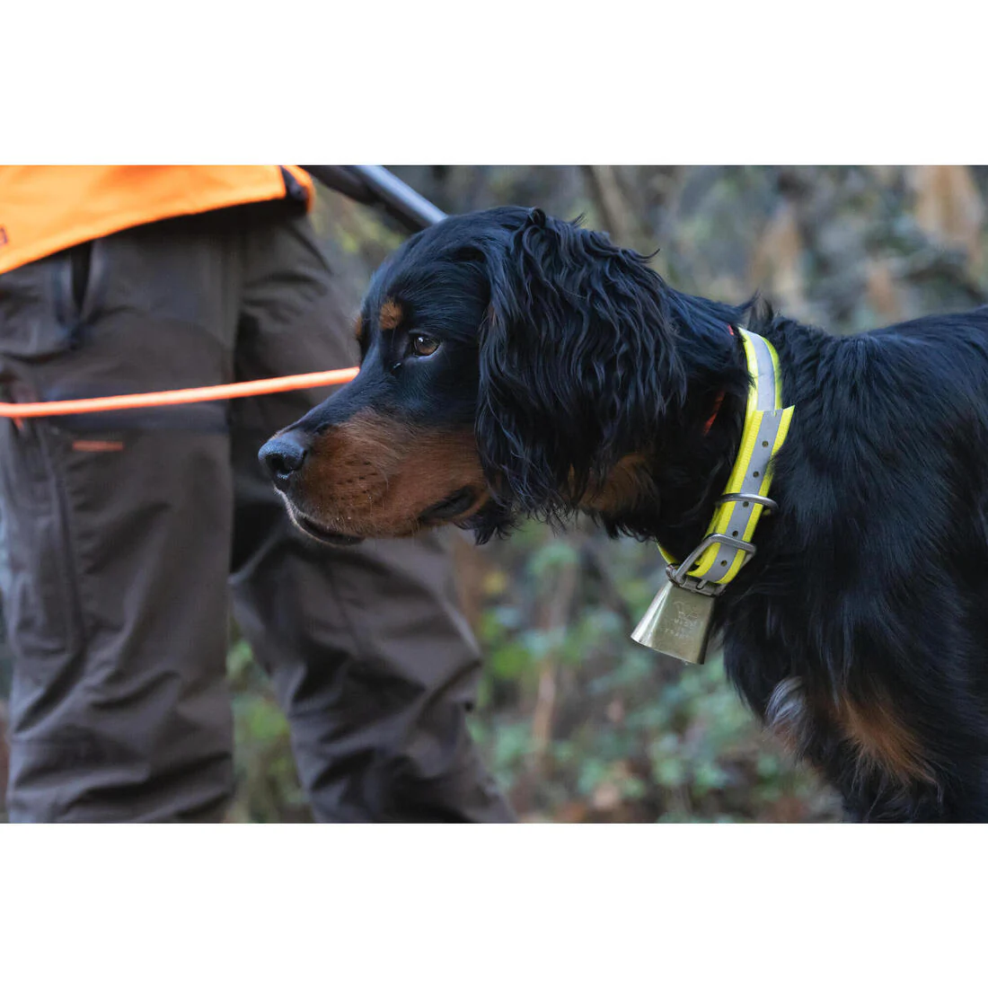 Collier chien Réfléchissant Orange 520 - Image 11