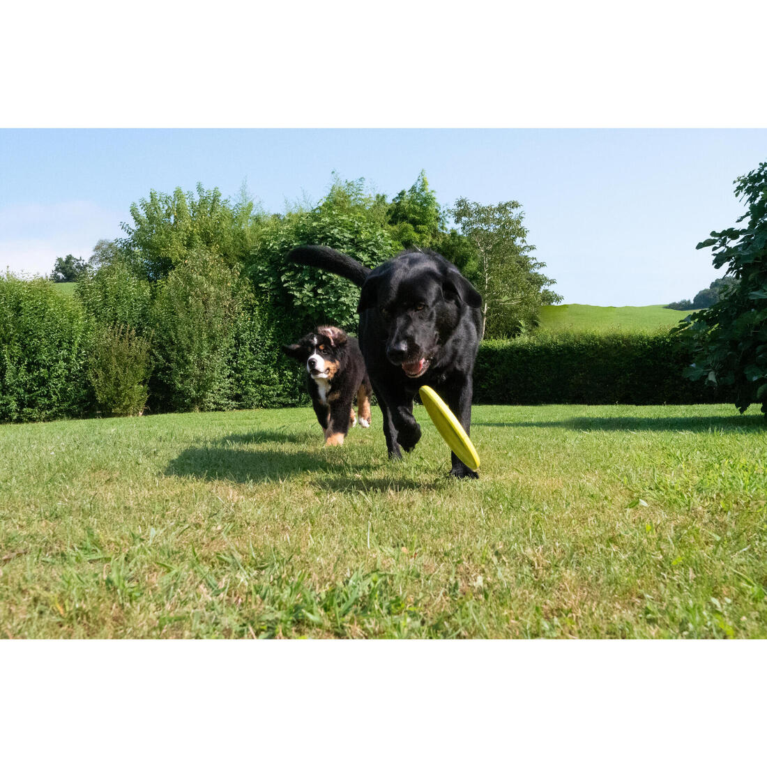 Frisbee jaune pour chien - Image 10