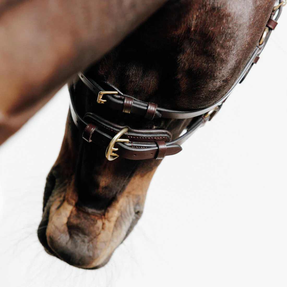 Filet sans mors équitation cheval et poney - Image 4