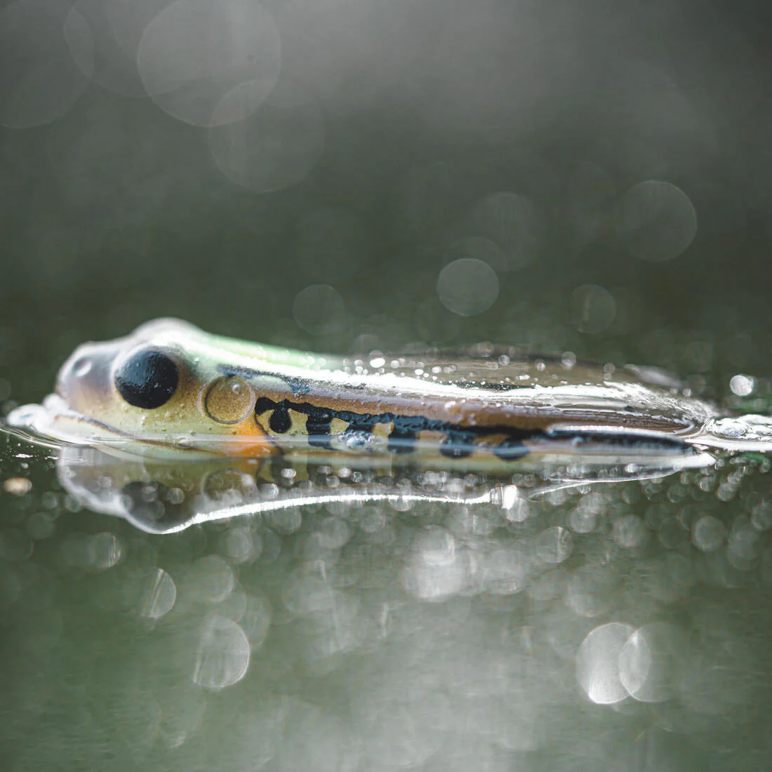 Grenouille frog frg 60 vert naturel - Image 5