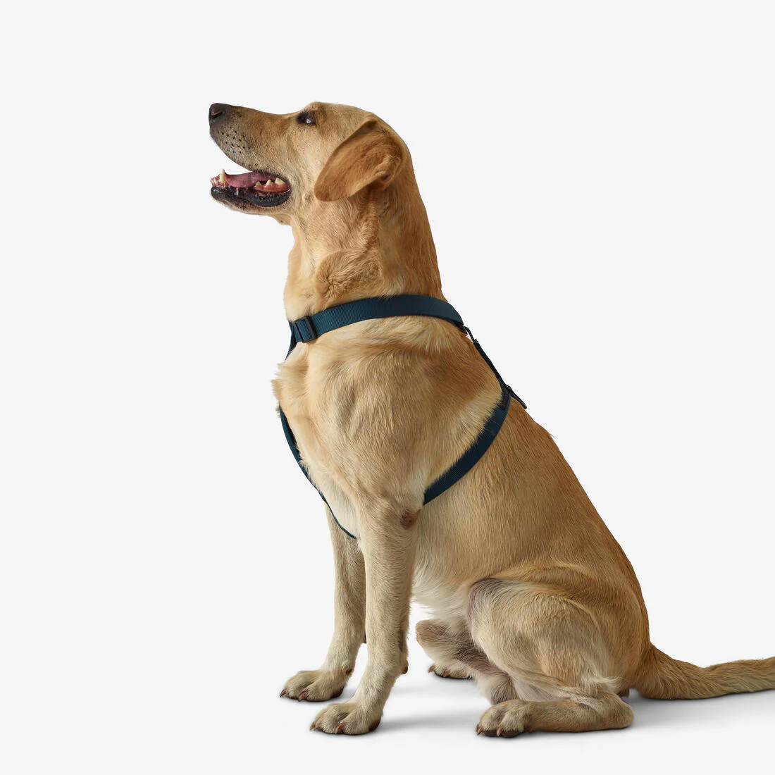 Harnais pour chien 100 - Image 8