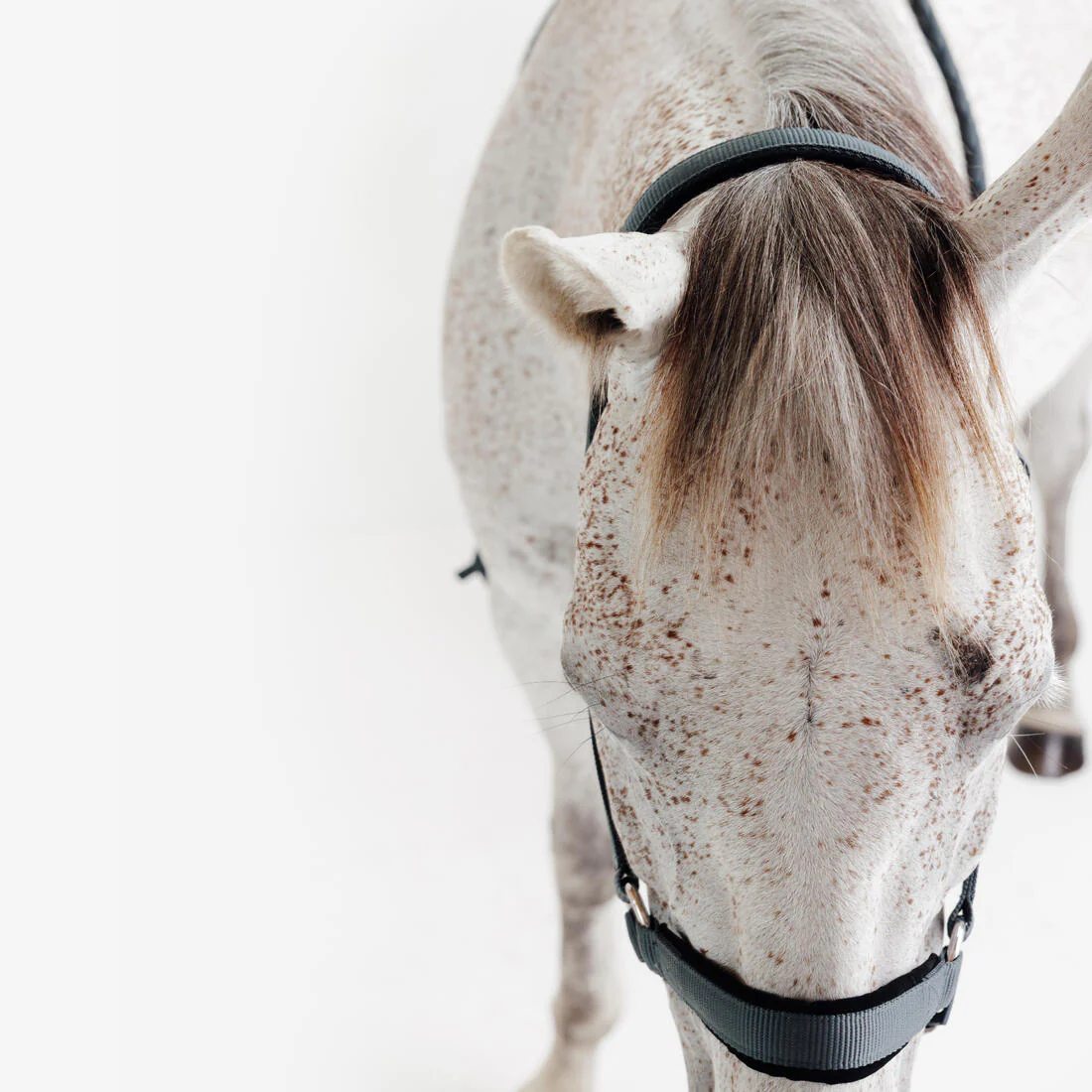 Kit licol et longe cheval en nubuck - Image 5