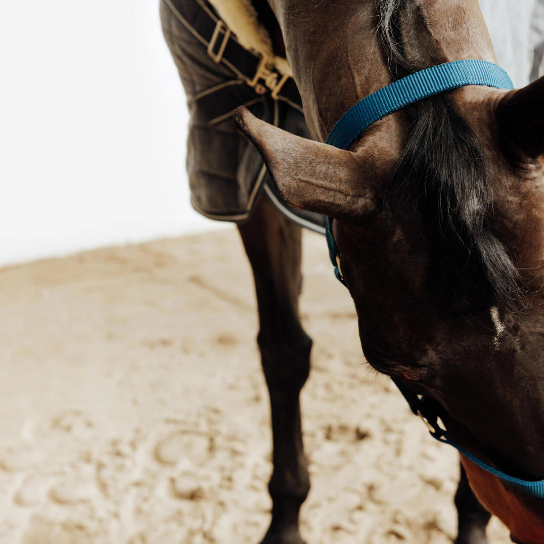 Licol équitation cheval et poney  SCHOOLING - Image 8