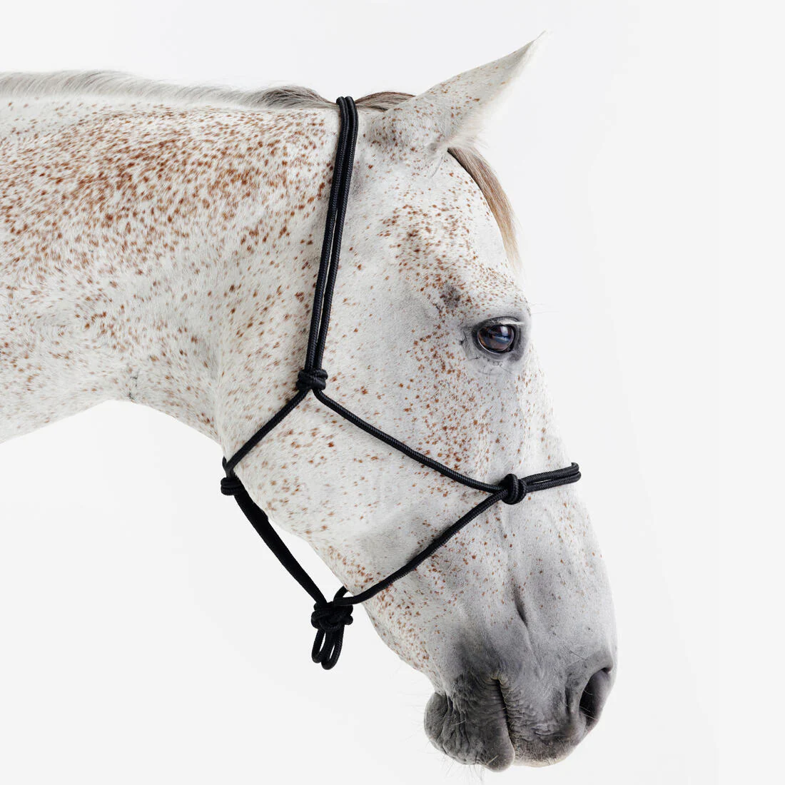 Licol équitation éthologique cheval et poney - noir - Image 2
