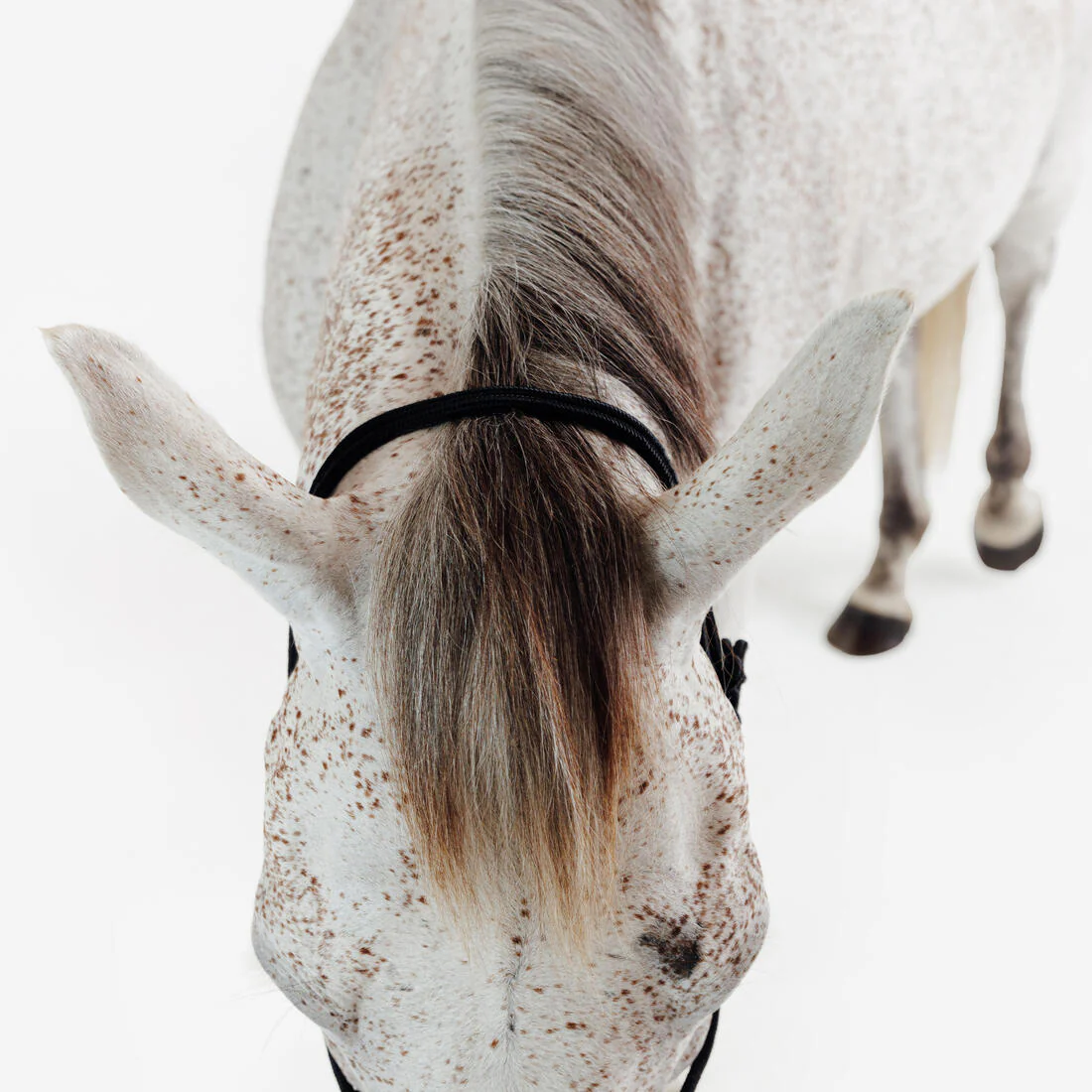 Licol équitation éthologique cheval et poney - noir - Image 4
