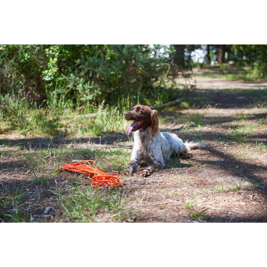 Longe pour chien 15 mètres 900 orange fluo - Image 7